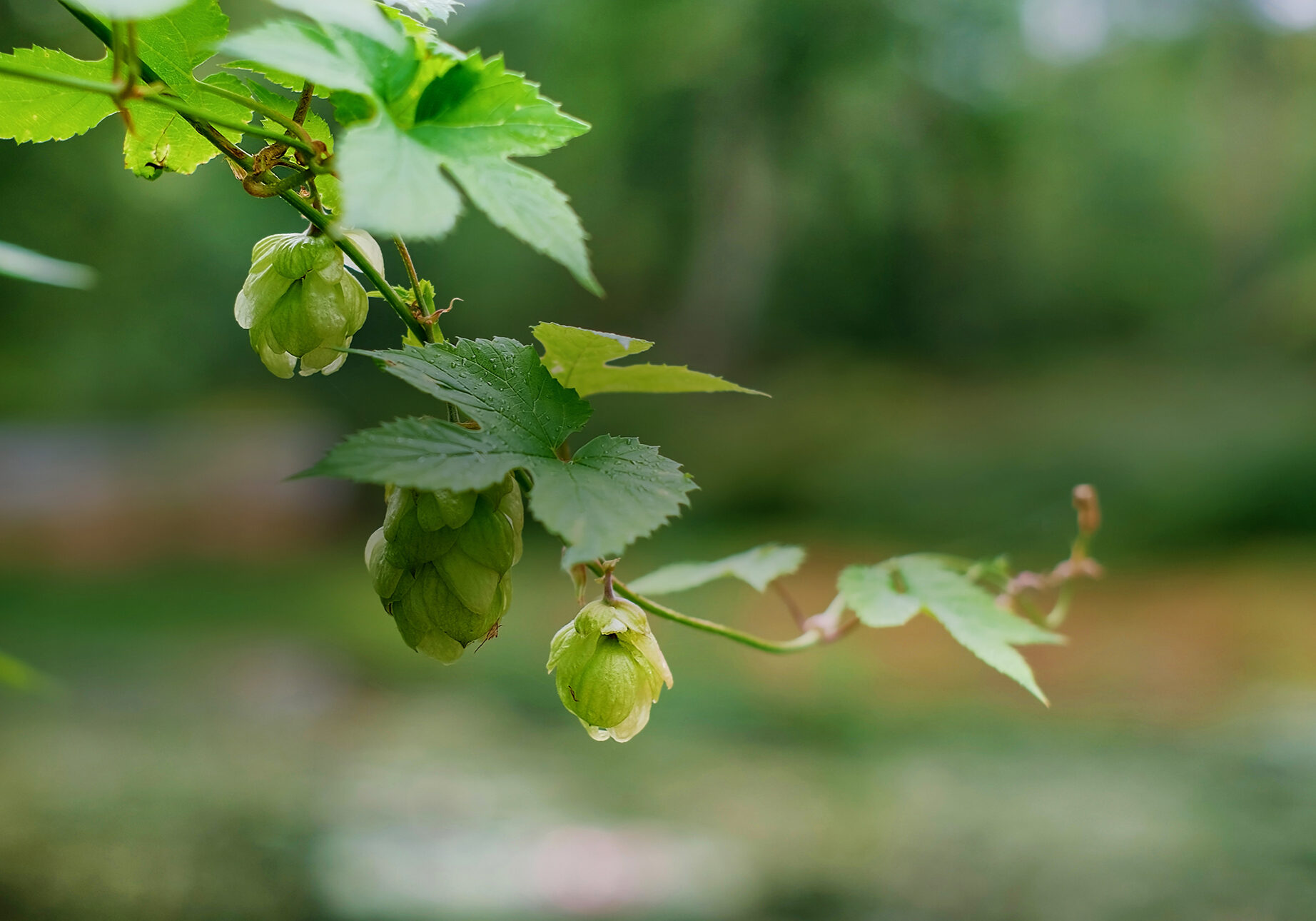 Green fresh hop cones in water drops, selective focus on the cones. Hops for making beer and bread, agricultural background with copy space. Details of hop cones before harvest